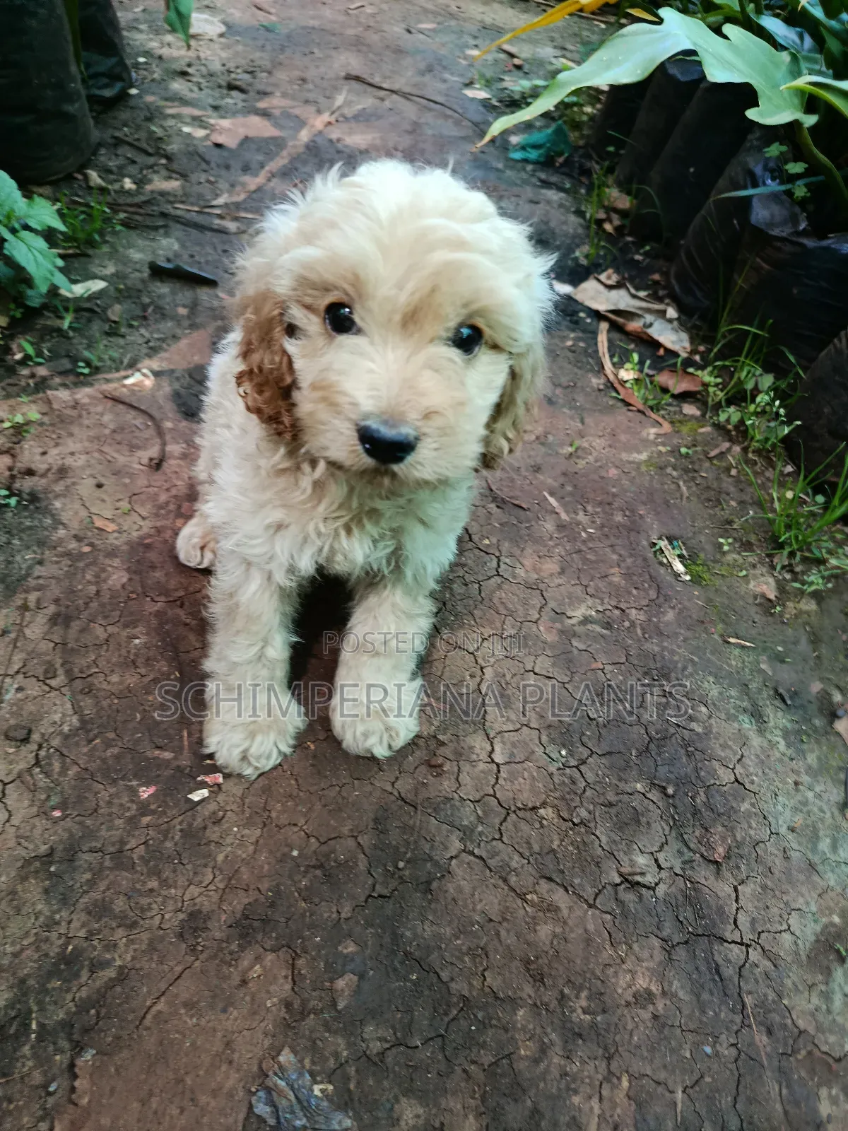 1-3 months Male Purebred Cockapoo