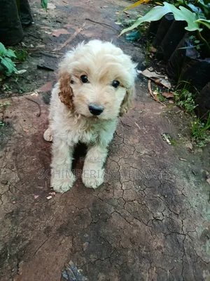 1-3 months Male Purebred Cockapoo