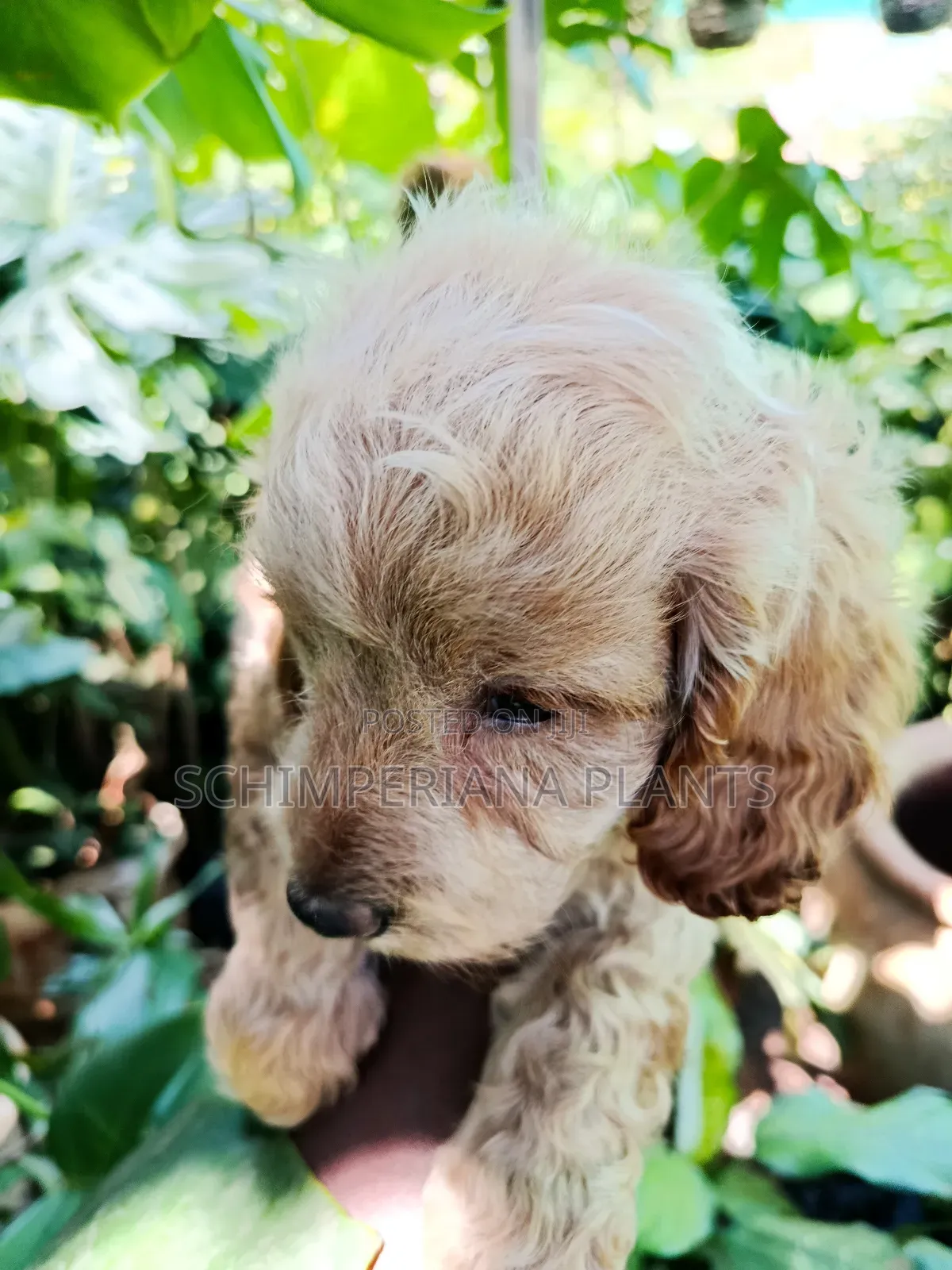1-3 months Male Purebred Cockapoo