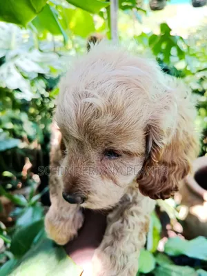 1-3 months Male Purebred Cockapoo