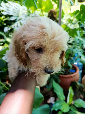 1-3 months Male Purebred Cockapoo