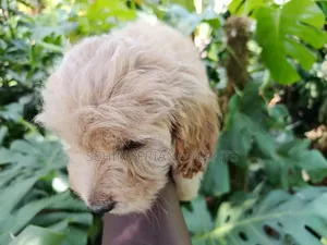 1-3 months Male Purebred Cockapoo