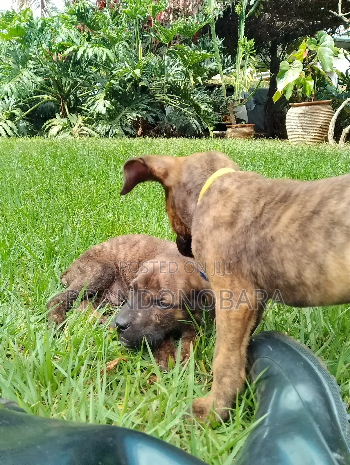 1-3 months Female Purebred Boerboel