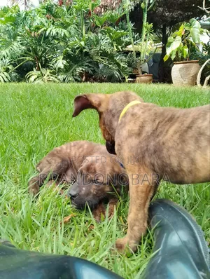 1-3 months Female Purebred Boerboel