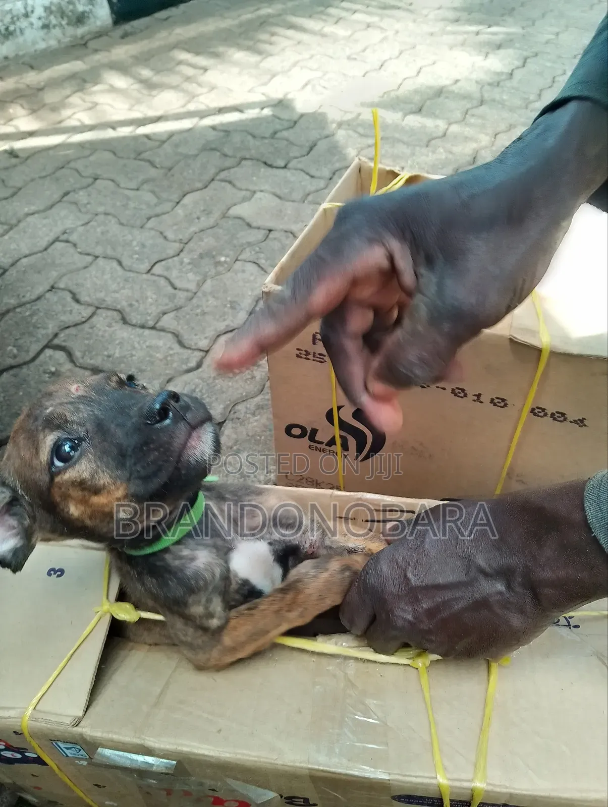 1-3 months Female Purebred Boerboel