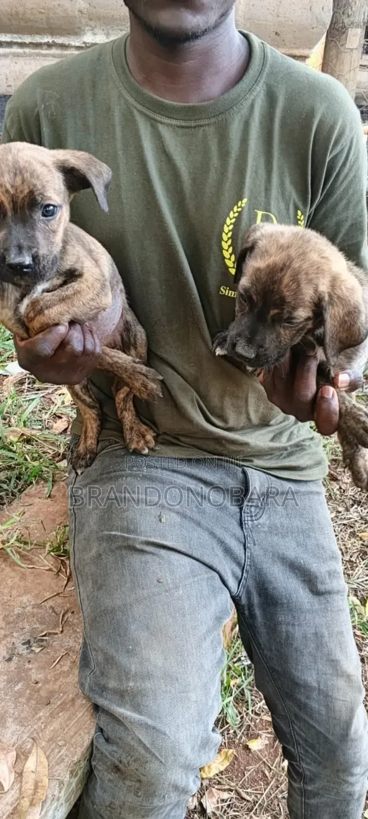 1-3 months Female Purebred Boerboel