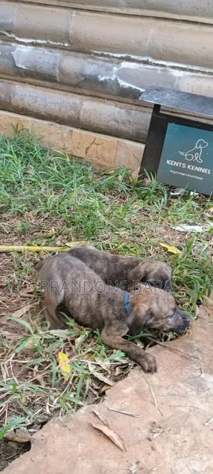 1-3 months Female Purebred Boerboel
