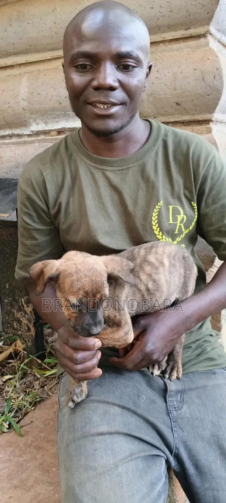 1-3 months Female Purebred Boerboel