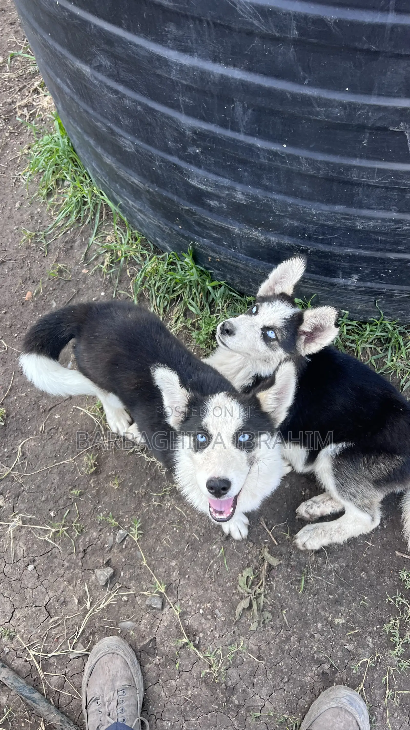 1-3 months Male Purebred Siberian Husky