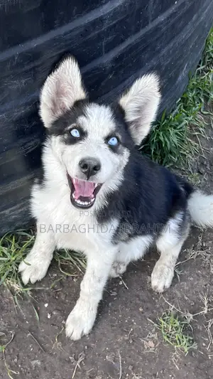 1-3 months Male Purebred Siberian Husky