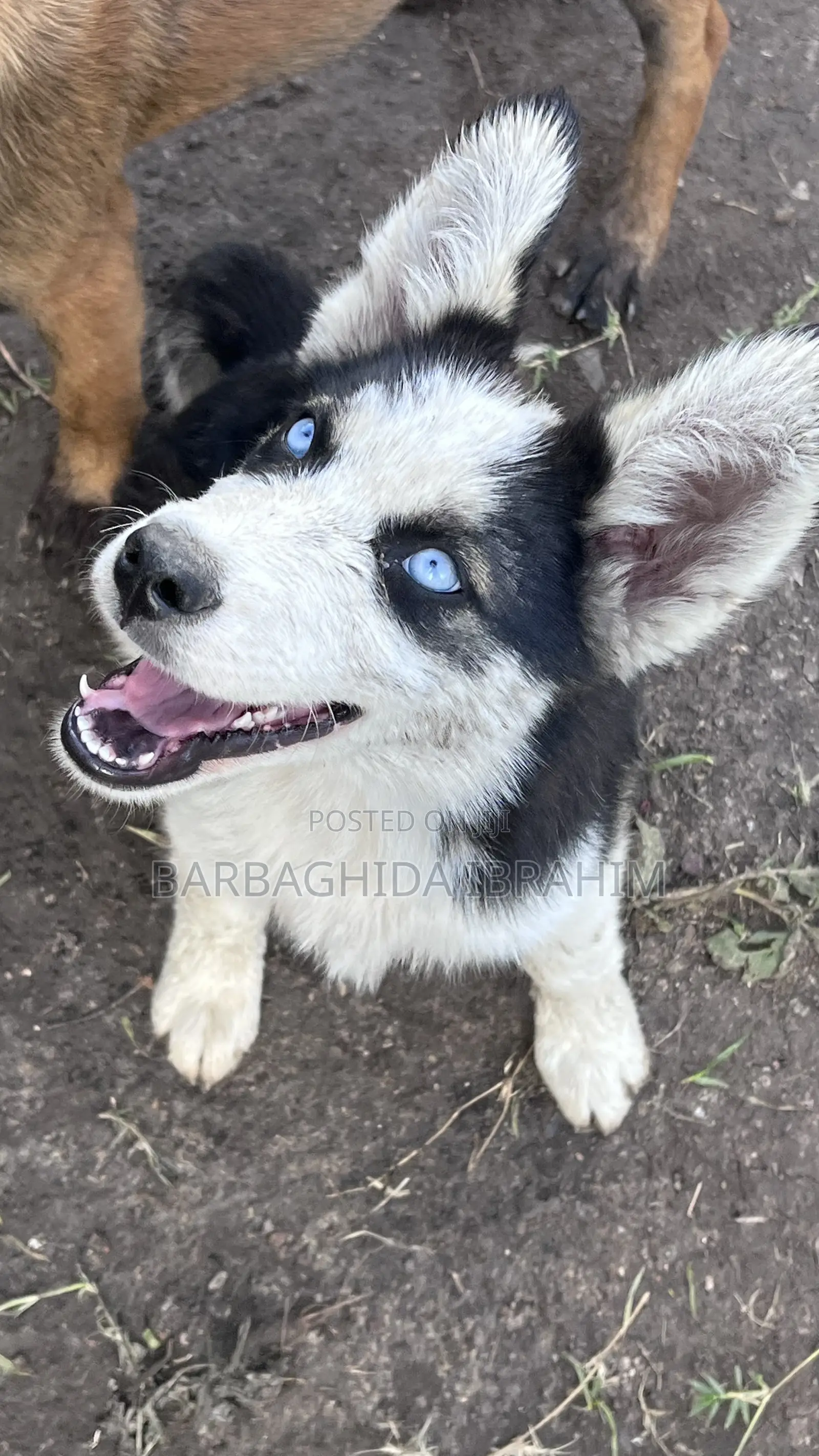 1-3 months Male Purebred Siberian Husky