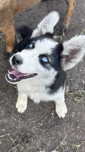 1-3 months Male Purebred Siberian Husky