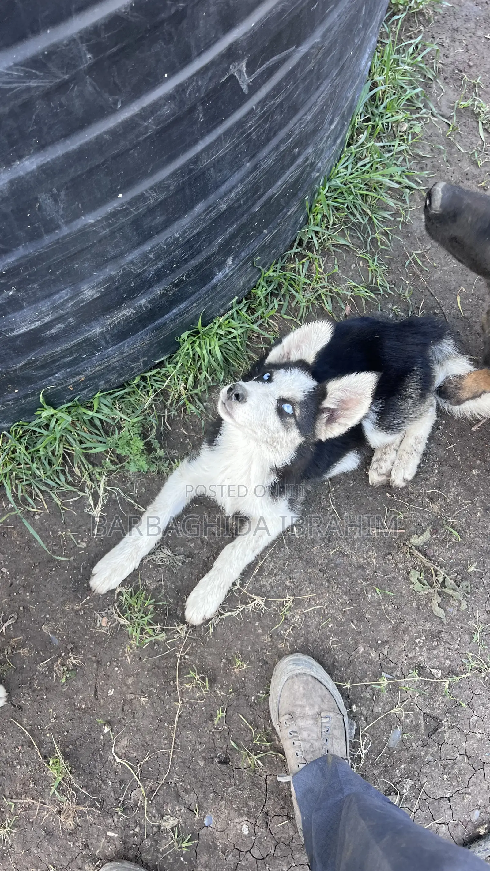 1-3 months Male Purebred Siberian Husky
