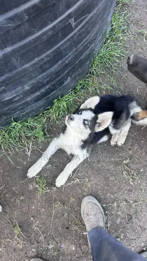 1-3 months Male Purebred Siberian Husky