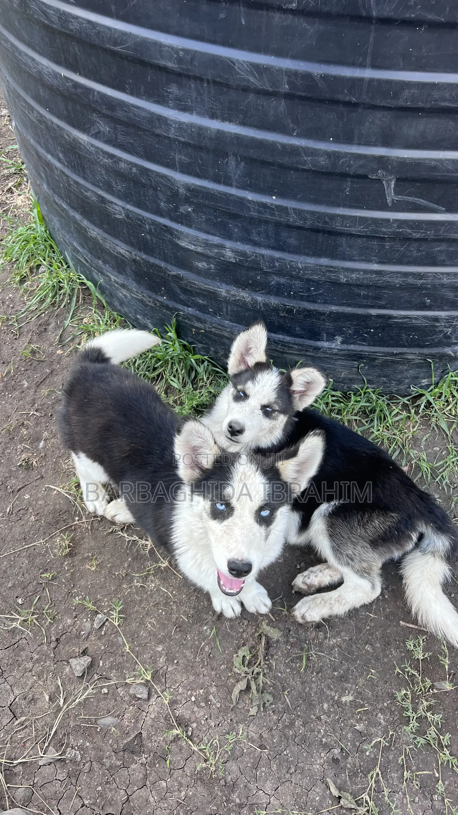 1-3 months Male Purebred Siberian Husky