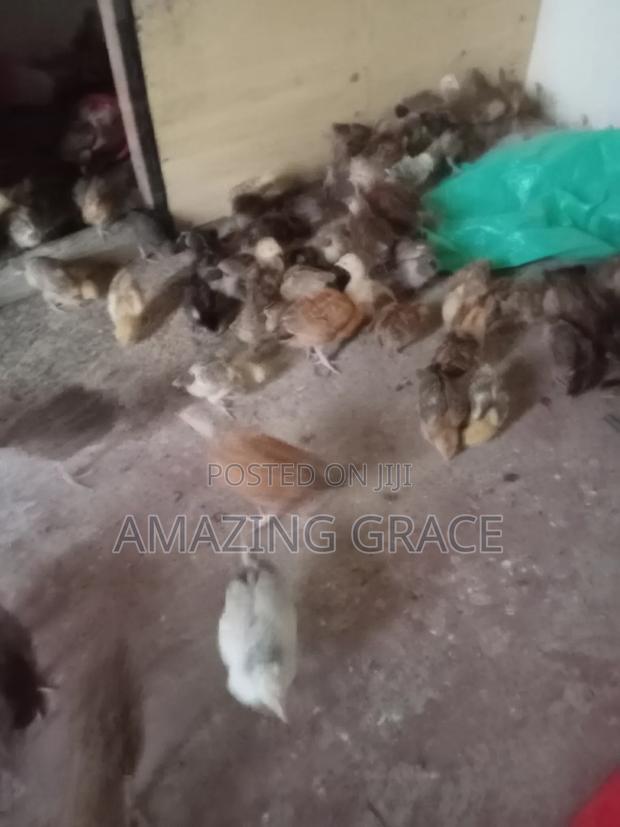 Kienyeji Chicks