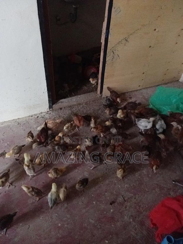 Kienyeji Chicks - thumbnail 2