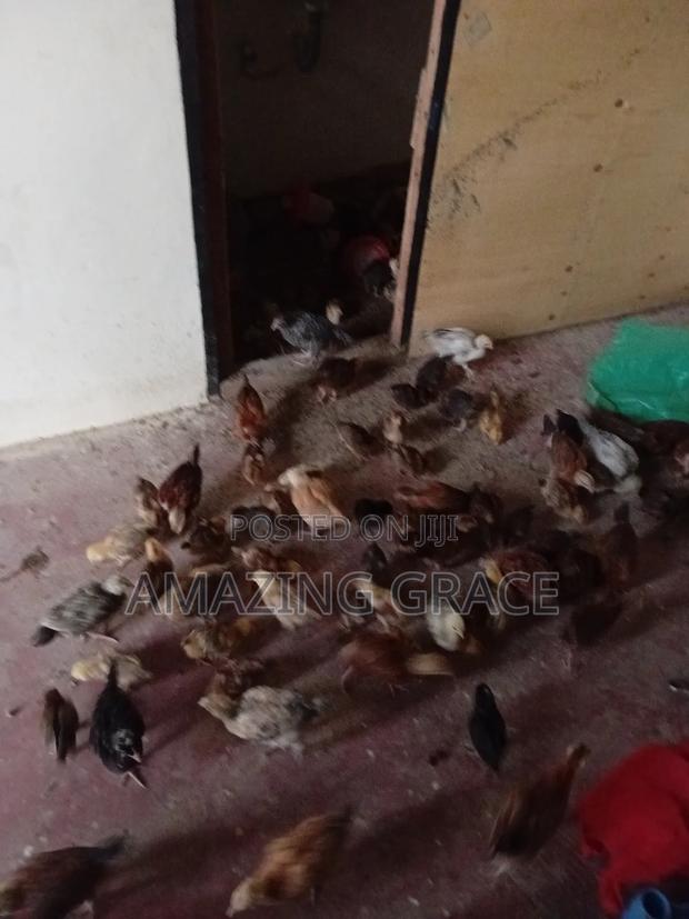 Kienyeji Chicks - thumbnail 3