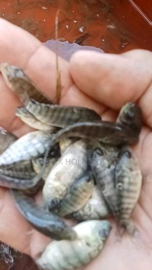 Quick Maturing Fish Fingerlings - main view