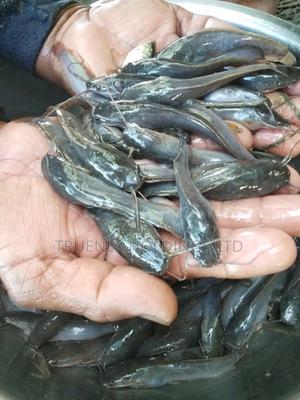 Faster Growing Fish Fingerlings - main view