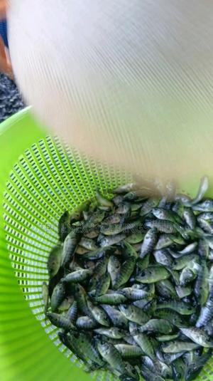 Faster Maturing Fish Fingerlings - main view