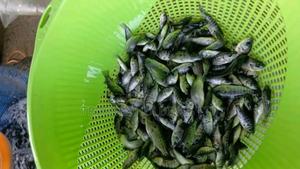 Quick Maturing Tilapia Fingerlings - main view