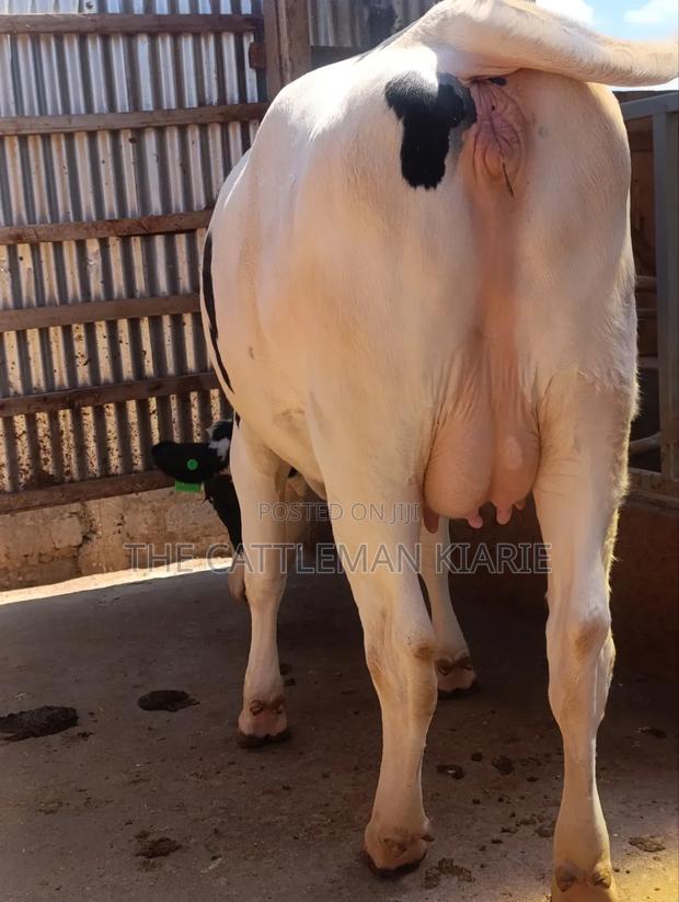Holstein Heifer 7.5 Months Incalf - main view