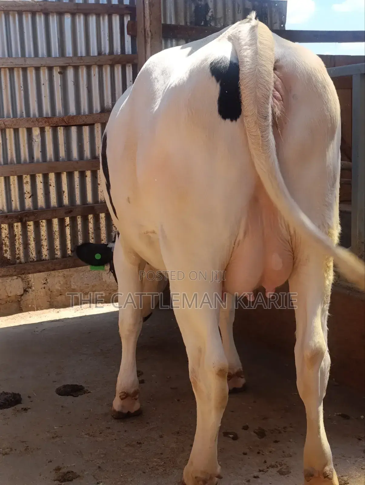 Holstein Heifer 7.5 Months Incalf