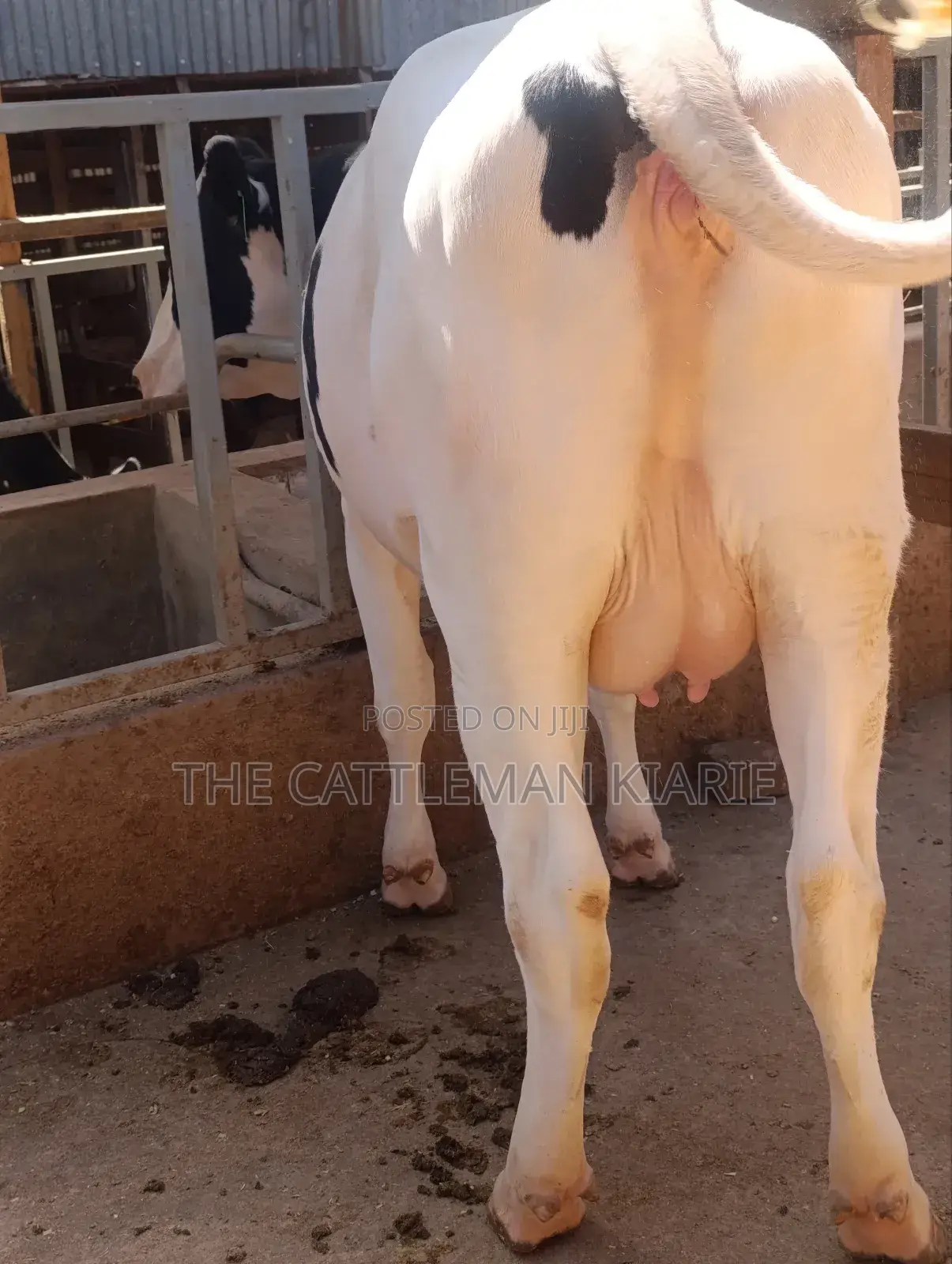 Holstein Heifer 7.5 Months Incalf