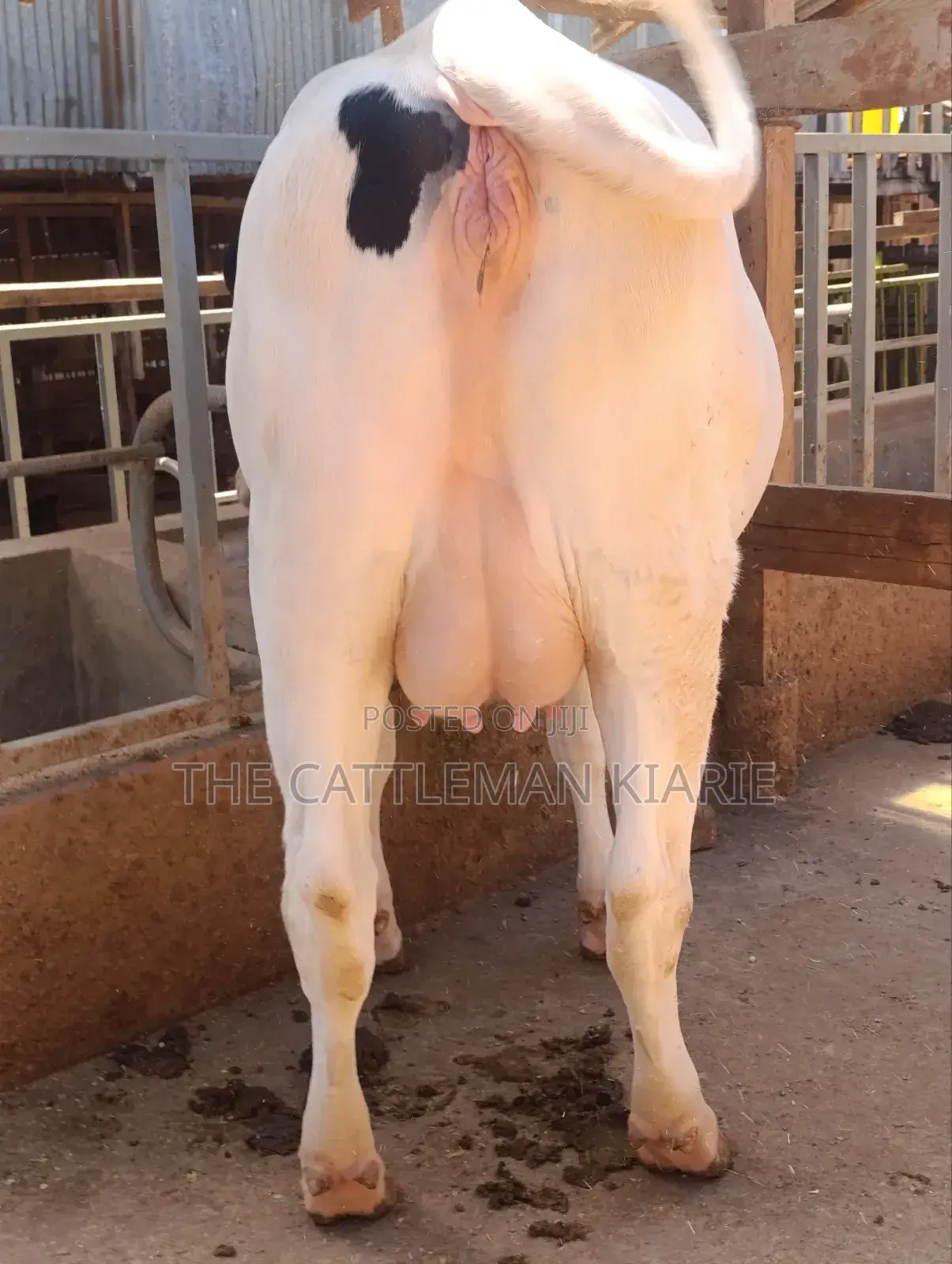 Holstein Heifer 7.5 Months Incalf