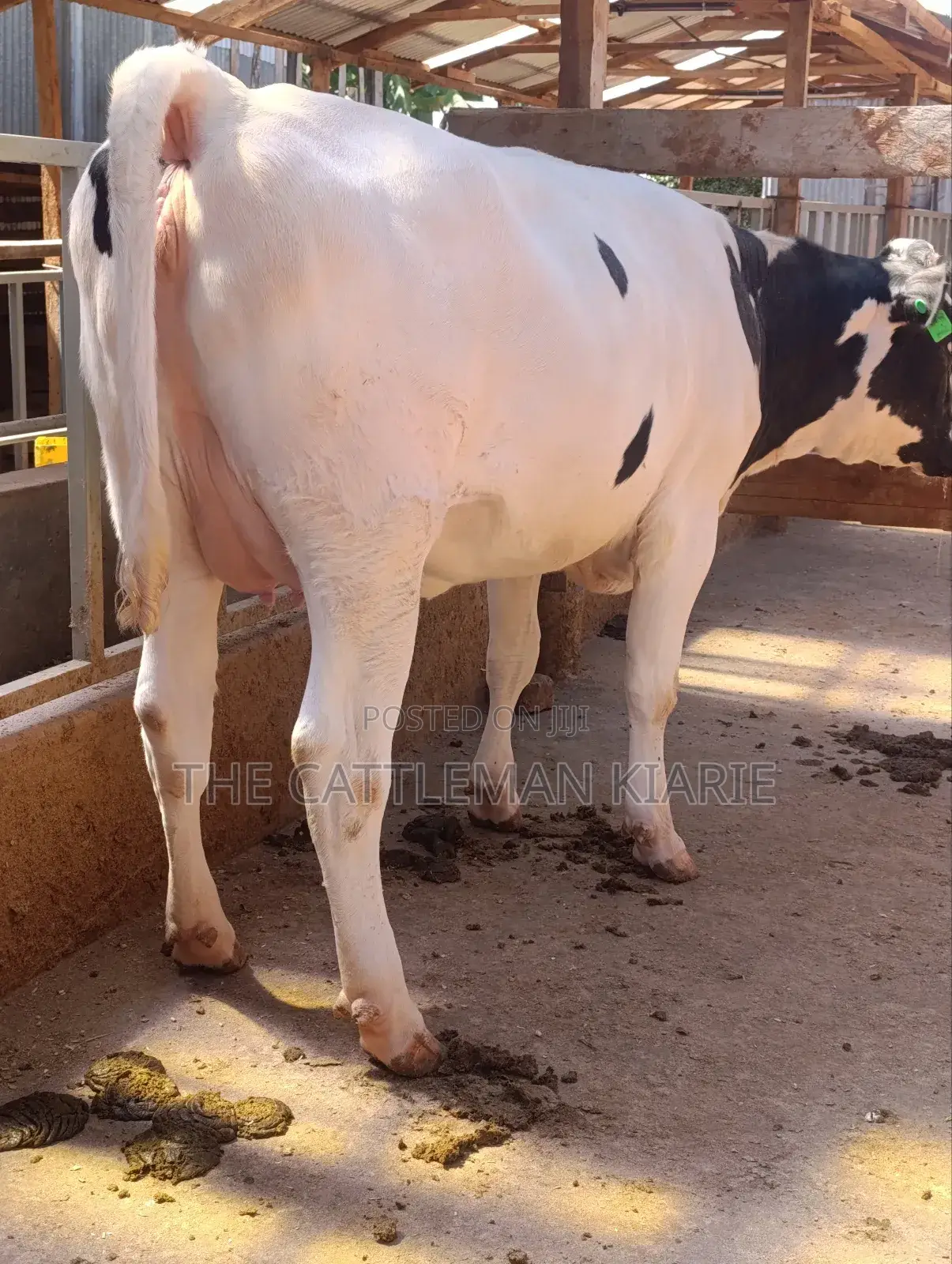 Holstein Heifer 7.5 Months Incalf