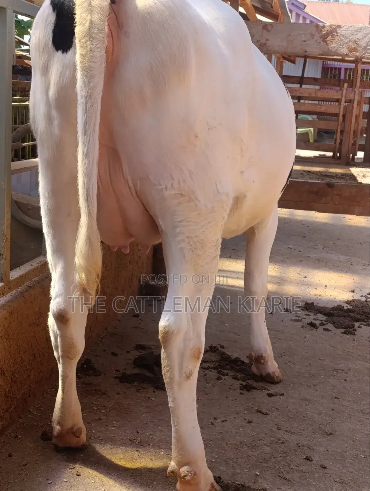 Holstein Heifer 7.5 Months Incalf