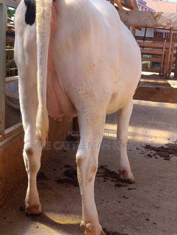 Holstein Heifer 7.5 Months Incalf - thumbnail 6