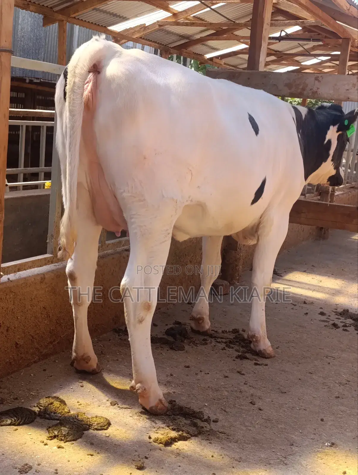 Holstein Heifer 7.5 Months Incalf