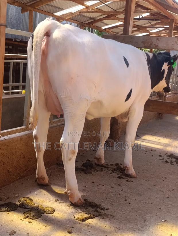 Holstein Heifer 7.5 Months Incalf - thumbnail 7