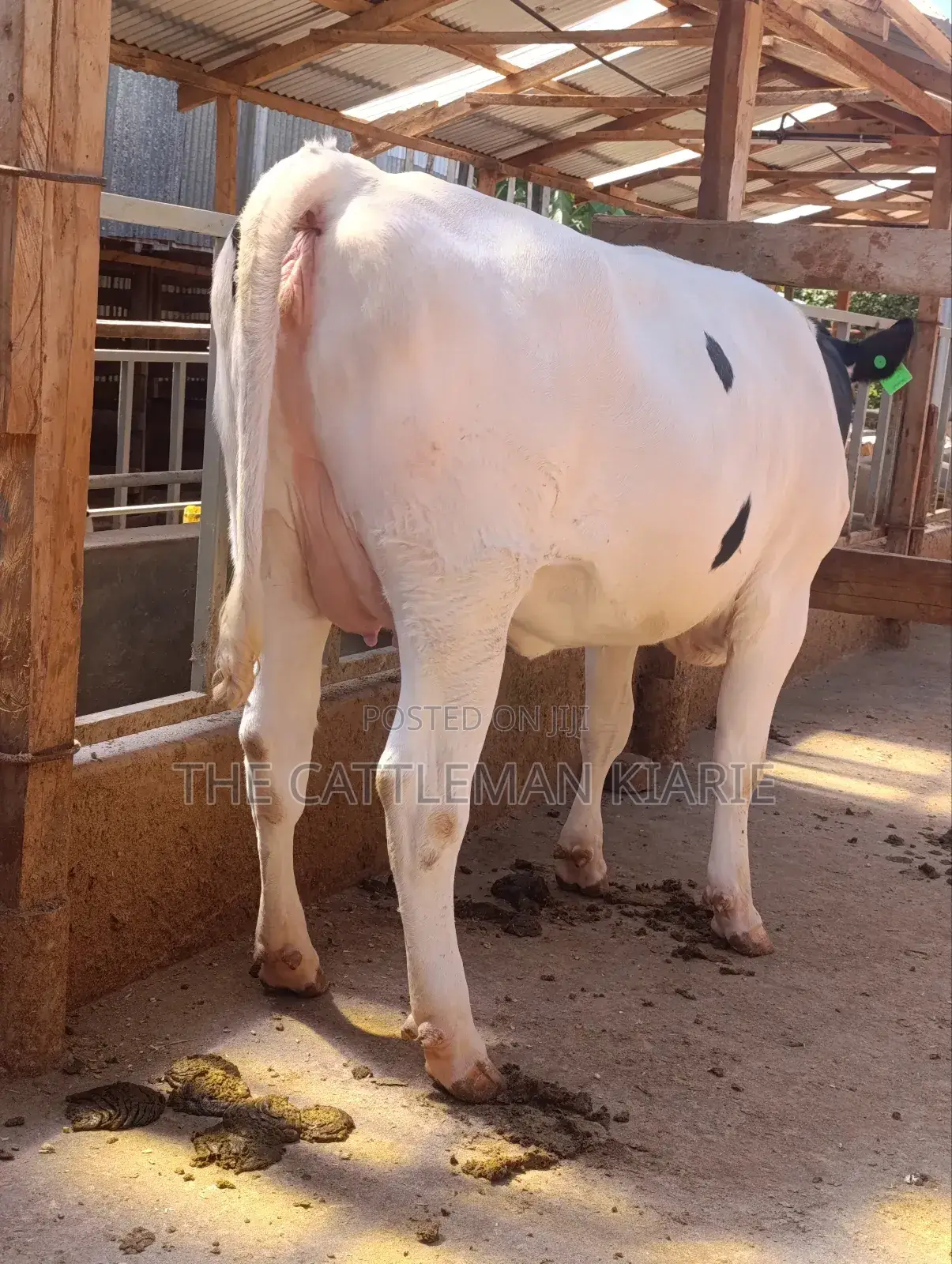 Holstein Heifer 7.5 Months Incalf