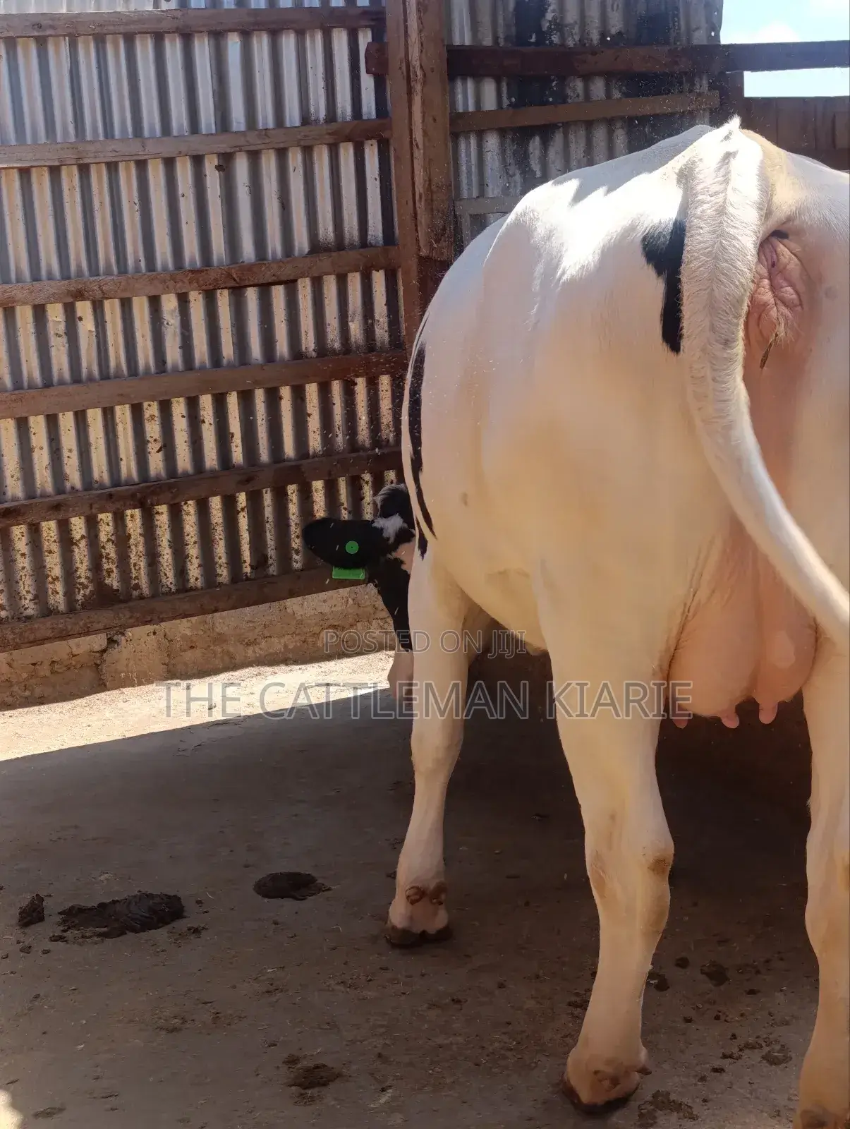 Holstein Heifer 7.5 Months Incalf
