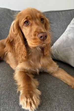 1-3 months Female Purebred Cocker Spaniel - main view