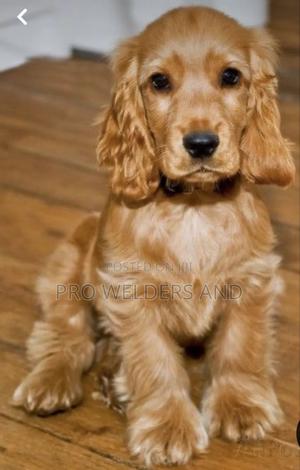 1-3 months Female Purebred Cocker Spaniel - main view