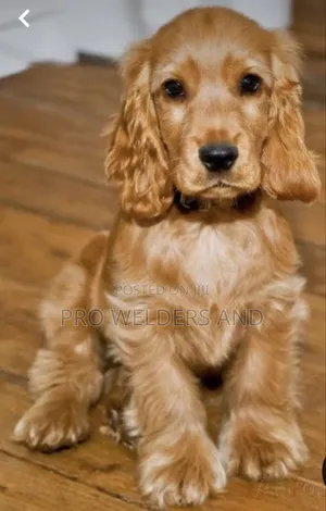 1-3 months Female Purebred Cocker Spaniel