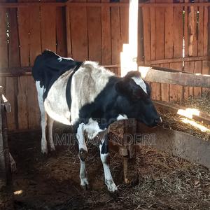 Bullying Heifers Available - thumbnail 2