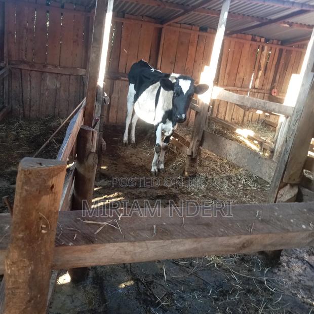 Bullying Heifers Available - thumbnail 3