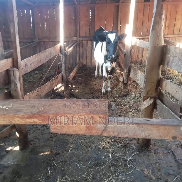 Bullying Heifers Available - thumbnail 4