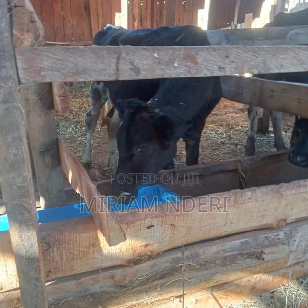 Bullying Heifers Available - thumbnail 5