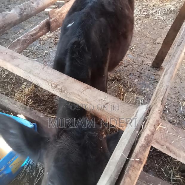 Bullying Heifers Available - thumbnail 6