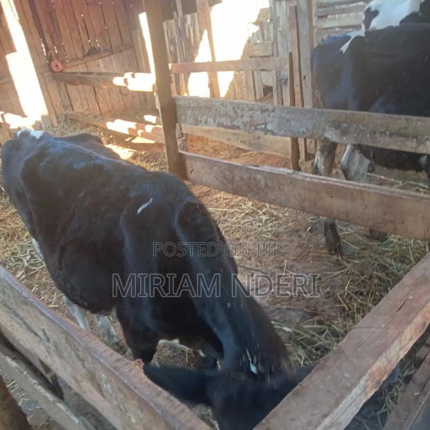 Bullying Heifers Available - thumbnail 7