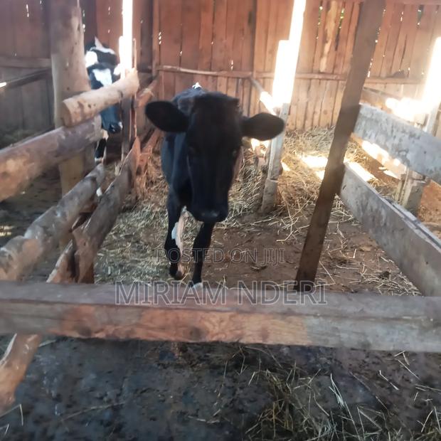 Bullying Heifers Available - thumbnail 8