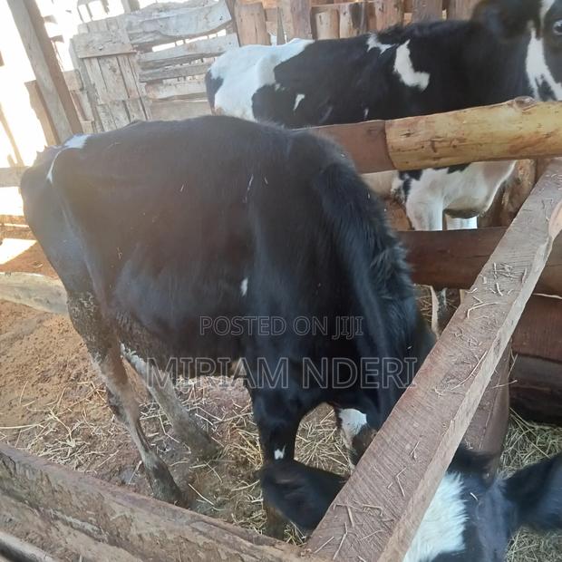 Bullying Heifers Available - thumbnail 9