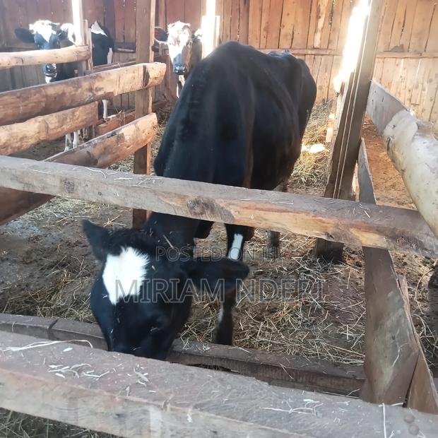 Bullying Heifers Available - thumbnail 10