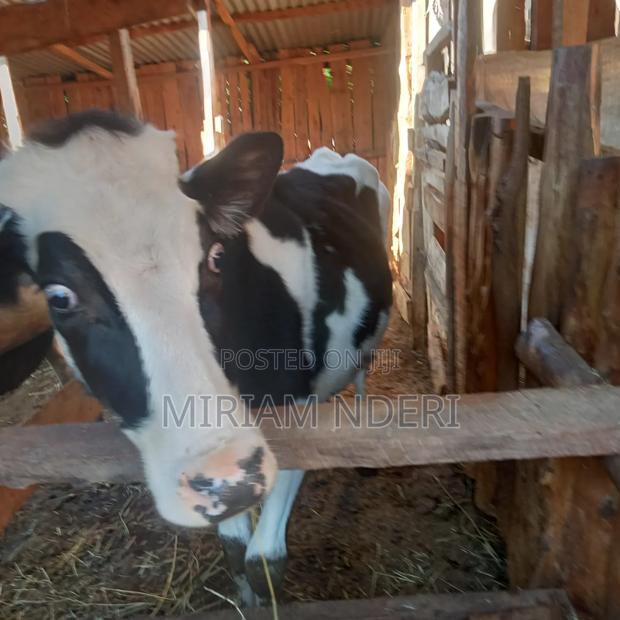 Bullying Heifers Available - thumbnail 11